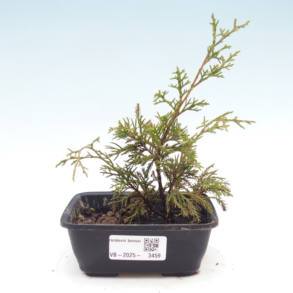 Kültéri bonsai - Juniperus chinensis Itoigawa