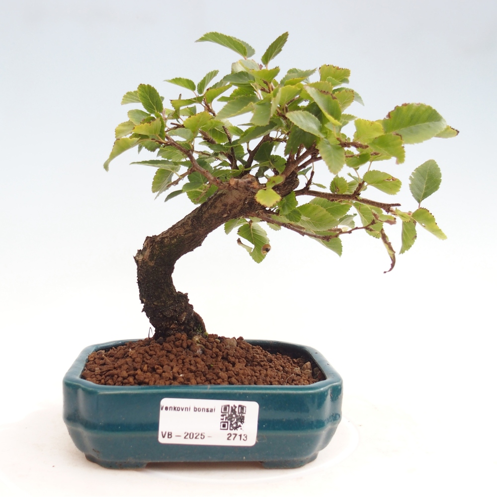 Kültéri bonsai -Carpinus CARPINOIDES - Koreai gyertyánfa