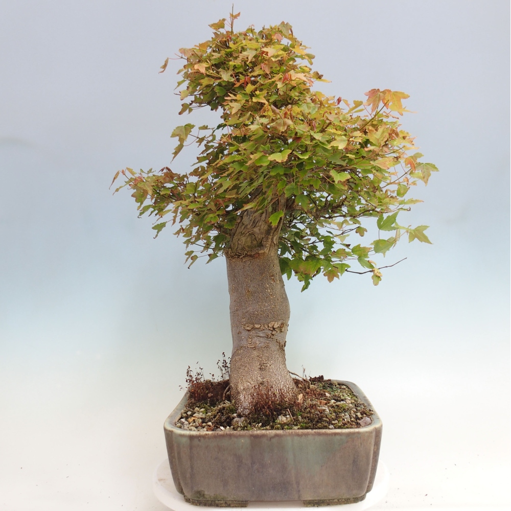 Kültéri bonsai - Acer Buergerianum - Burger juhar