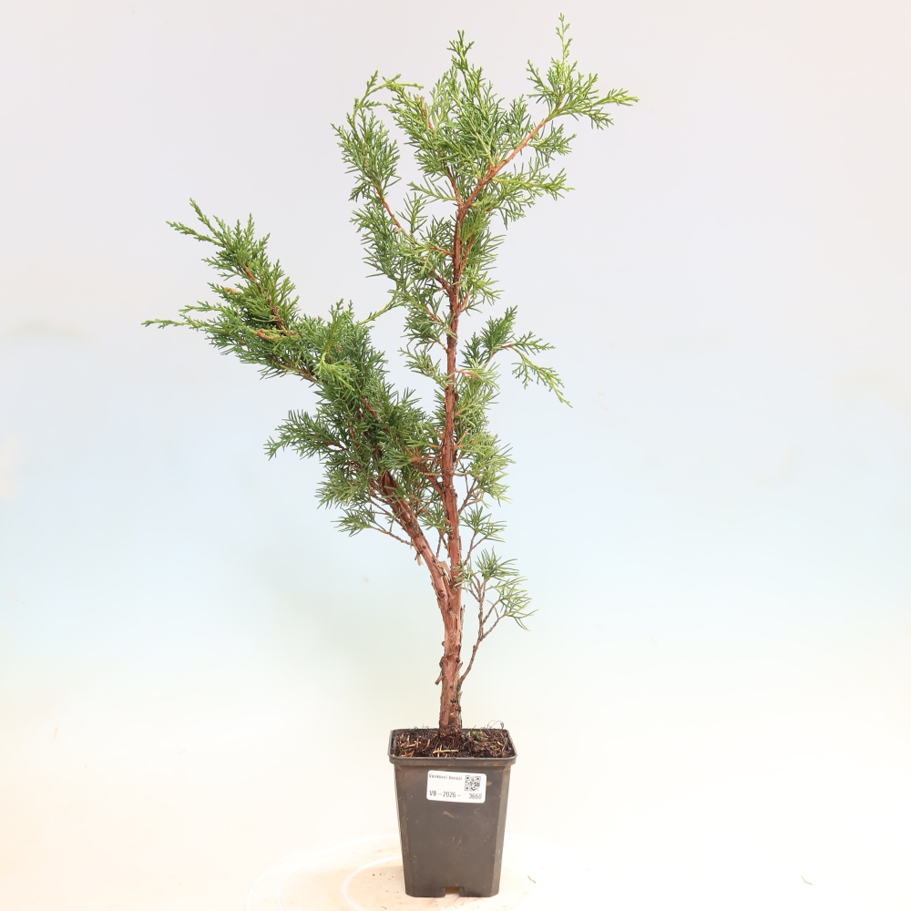 Kültéri bonsai - Juniperus chinensis Kishu