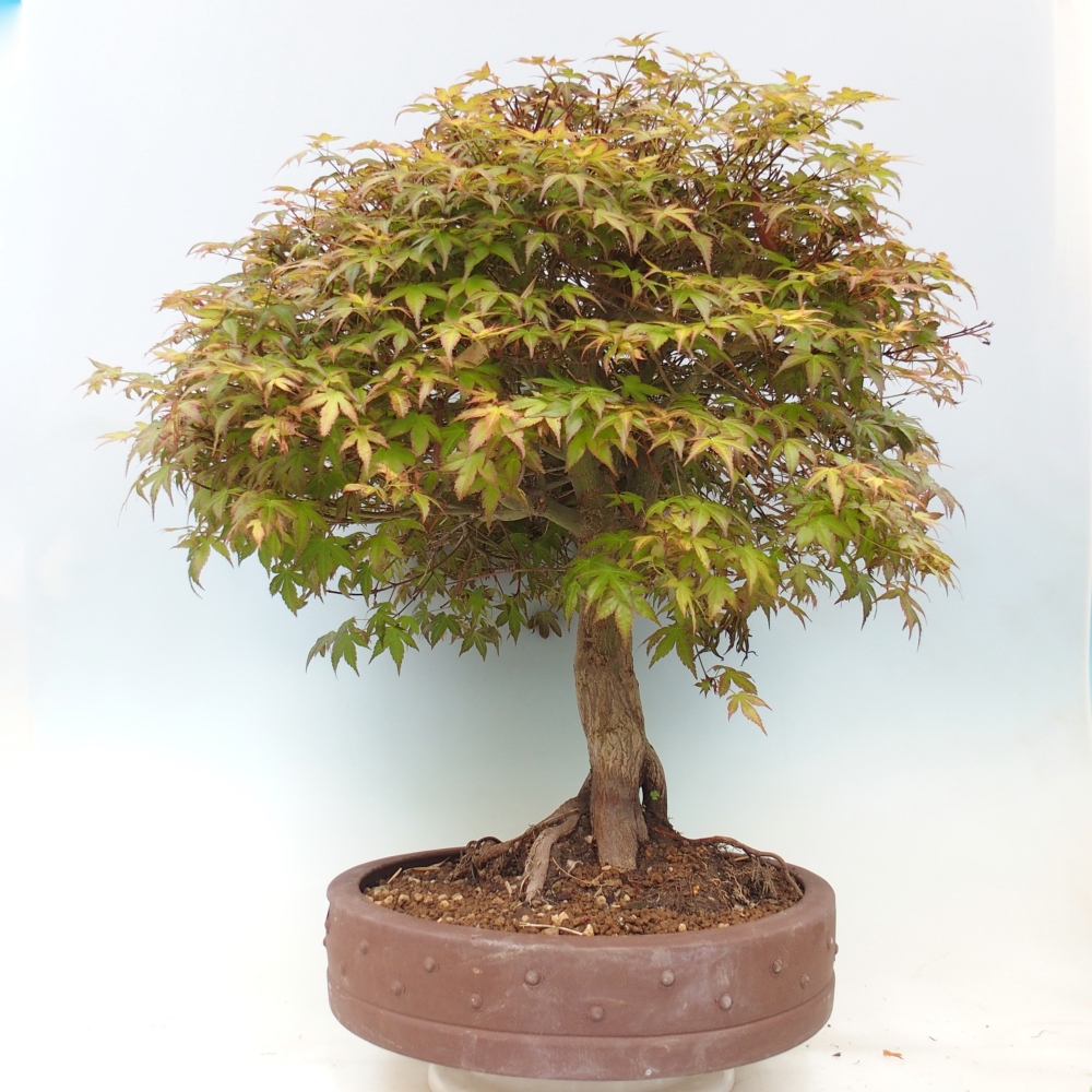 Juhar - Acer palmatum Beni Tsukasa