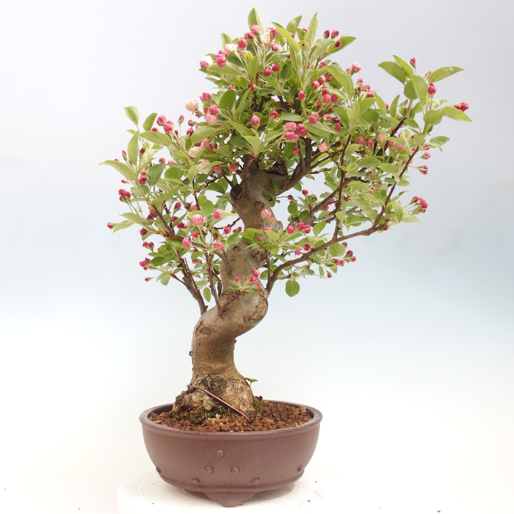 Kültéri bonsai -Malus halliana - Kis gyümölcsű almafa