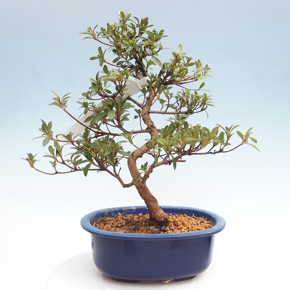Kültéri bonsai - Japán azálea - Azálea Yoko