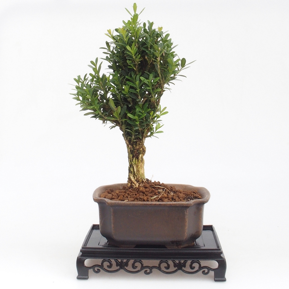 Bonsai asztal műanyag téglalap 15,5 x 10 x 3 cm, fekete színben