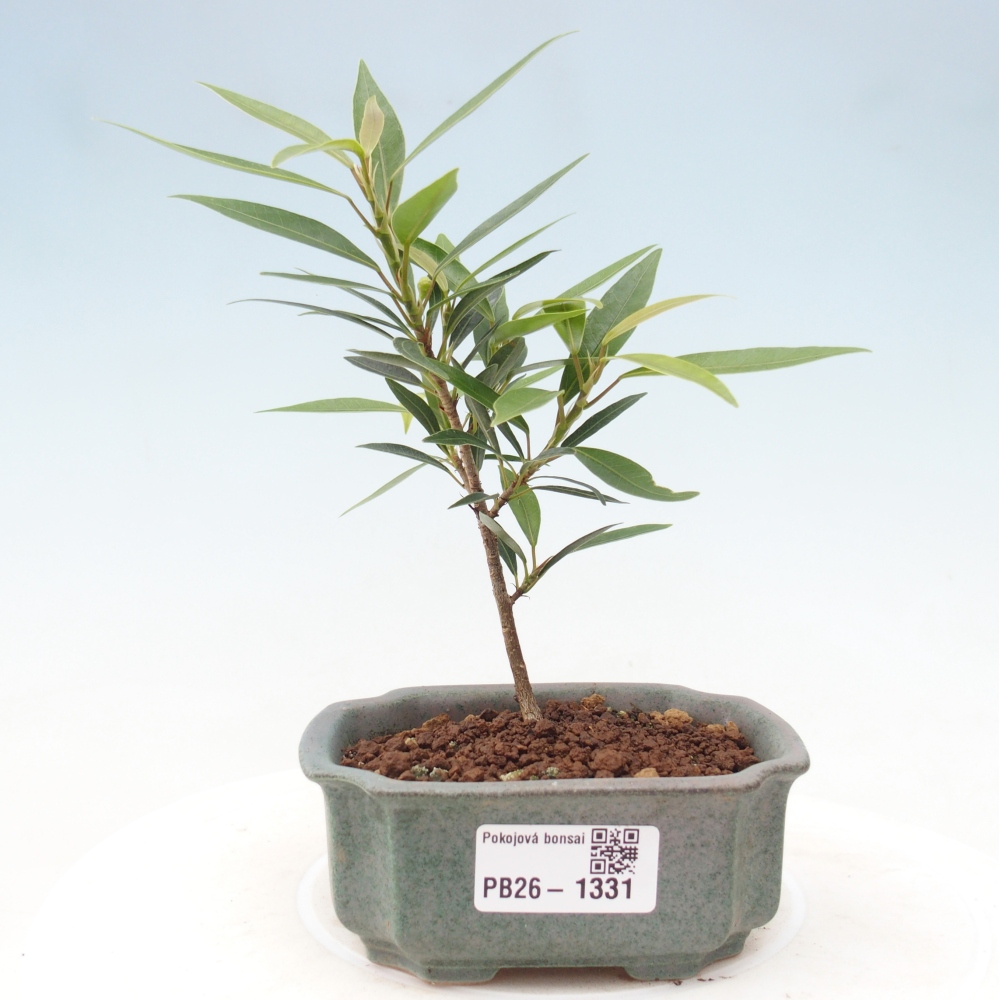 Szobai bonsai - Ficus nerifolia - kislevelű fikusz