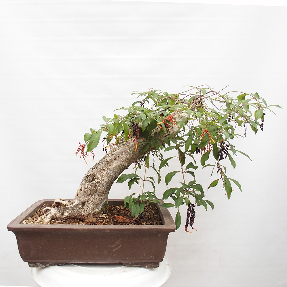 Szoba bonsai - Hamelia patent