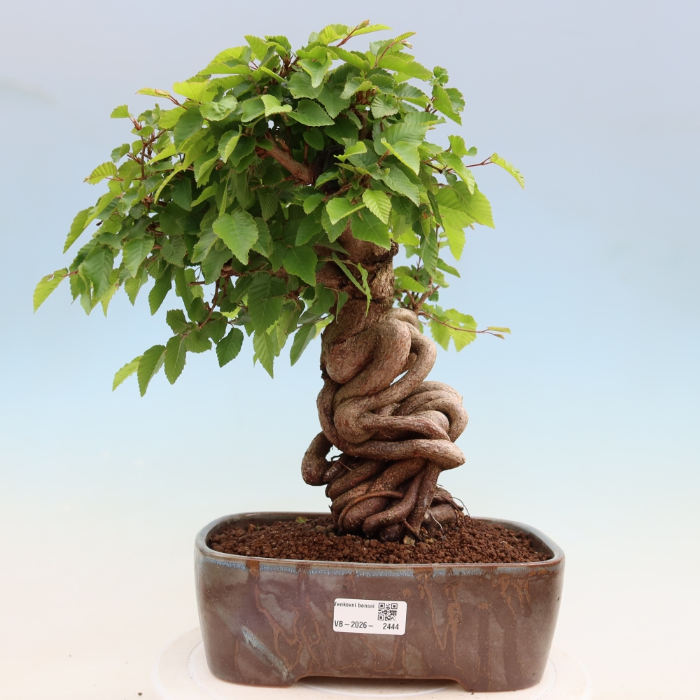 Kültéri bonsai -Carpinus Coreana - Koreai gyertyánfa