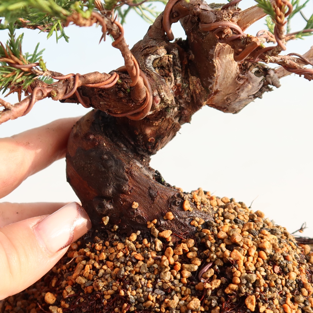 Kültéri bonsai - Juniperus chinensis Itoigawa
