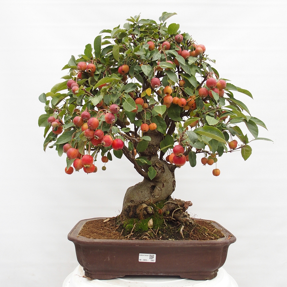 Kültéri bonsai -Malus halliana - Kis gyümölcsű almafa