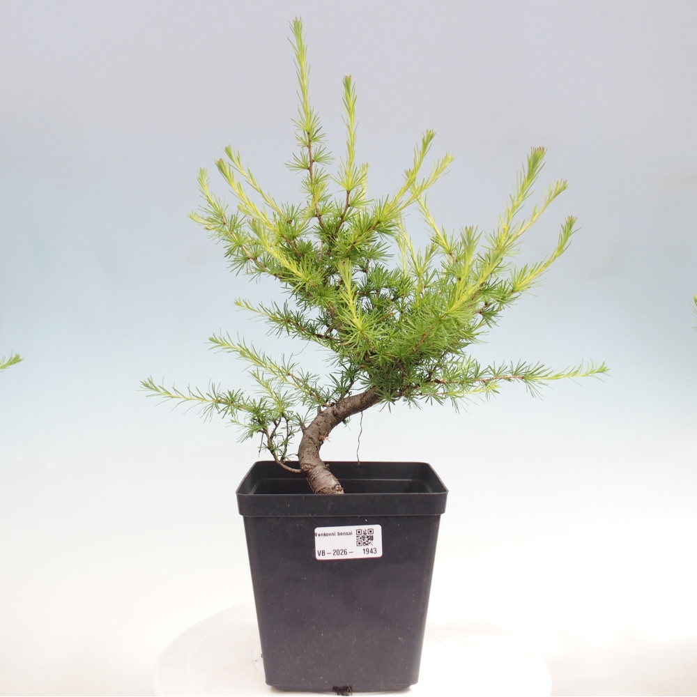 Kültéri bonsai - Larix decidua - vörösfenyő