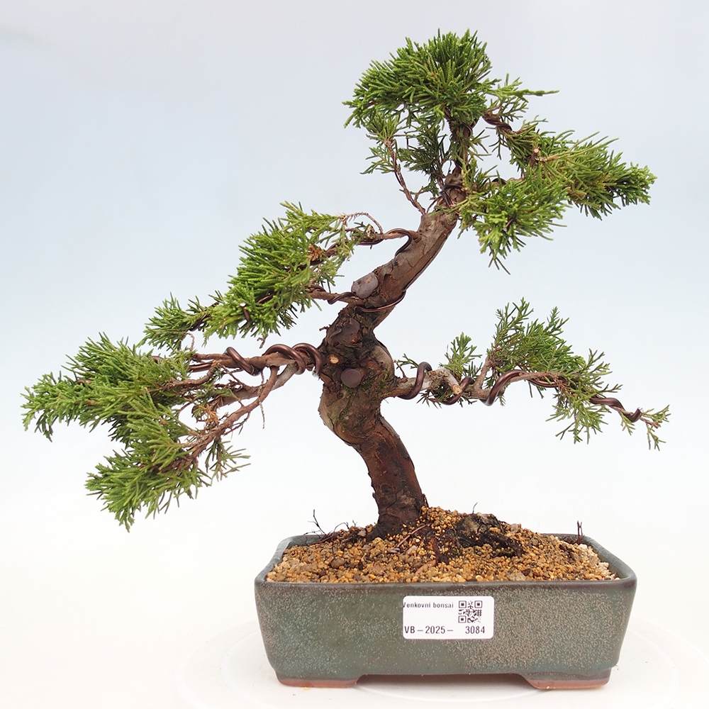 Kültéri bonsai - Juniperus chinensis Itoigawa