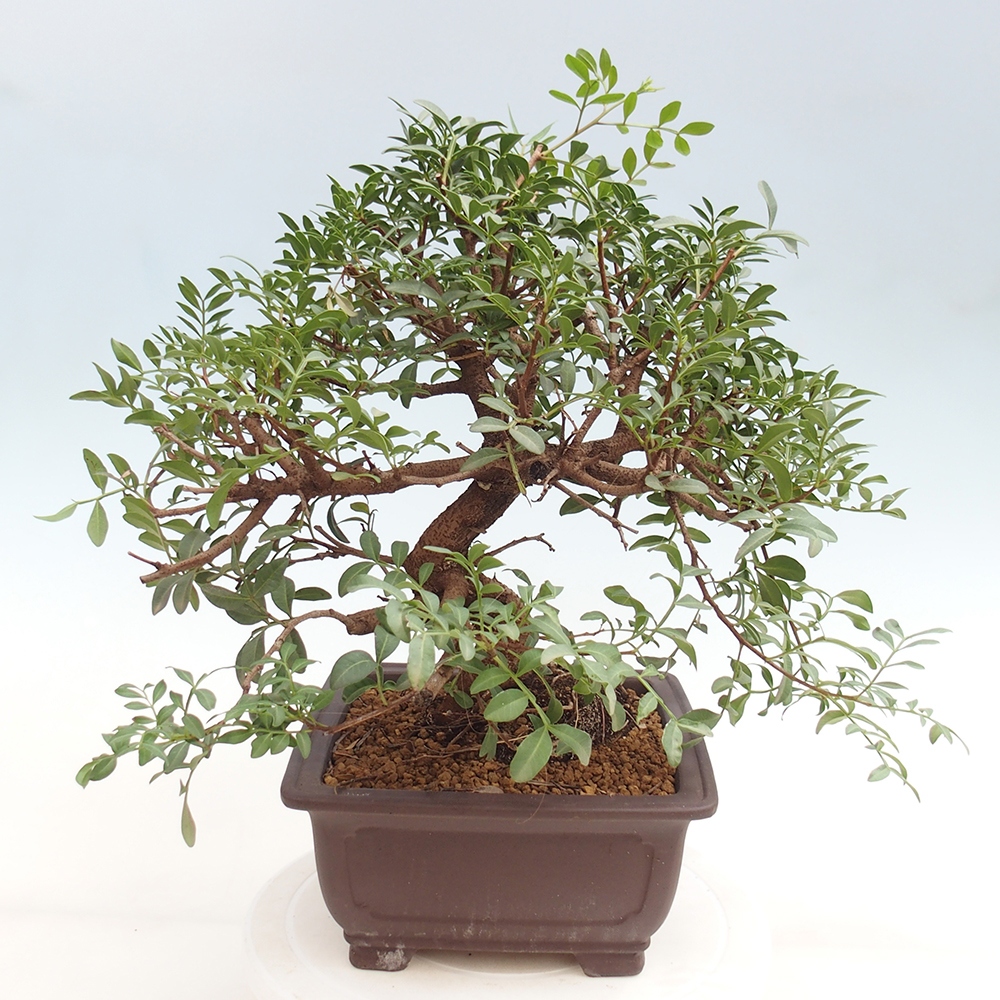 Szoba bonsai - Pisztácia