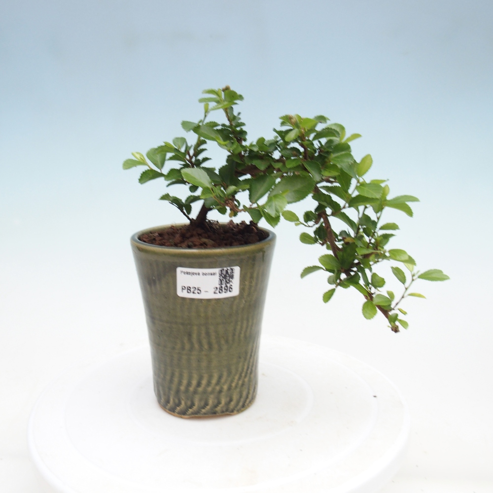 Beltéri bonsai - Grewia occidentalis - Levendula csillaghal