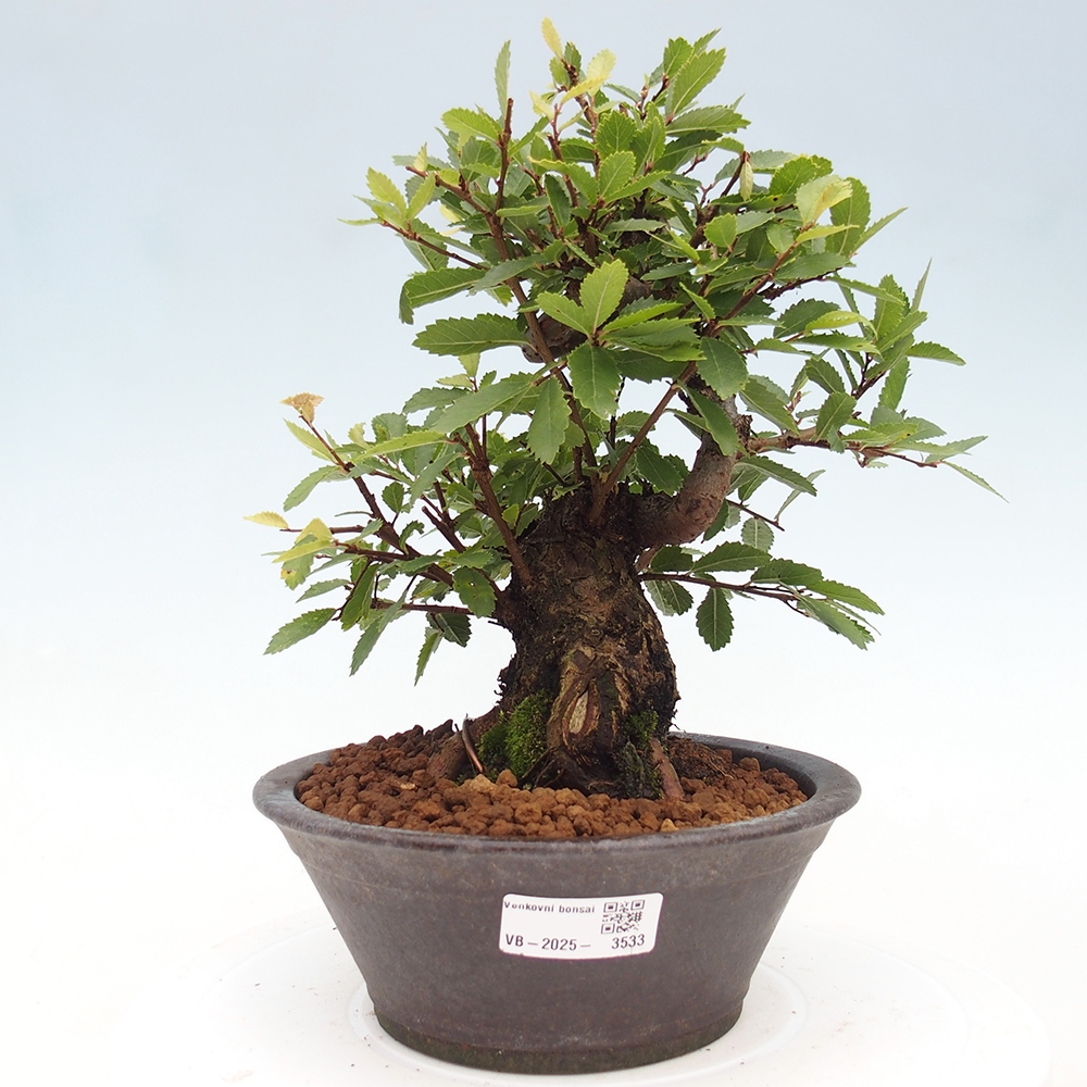 Kültéri bonsai - Zelkova - Zelkova NIRE