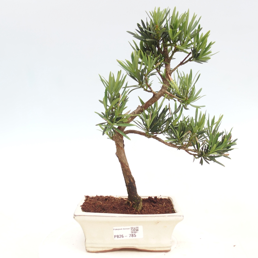 Szobai bonsai - Podocarpus - Kőtiszafa