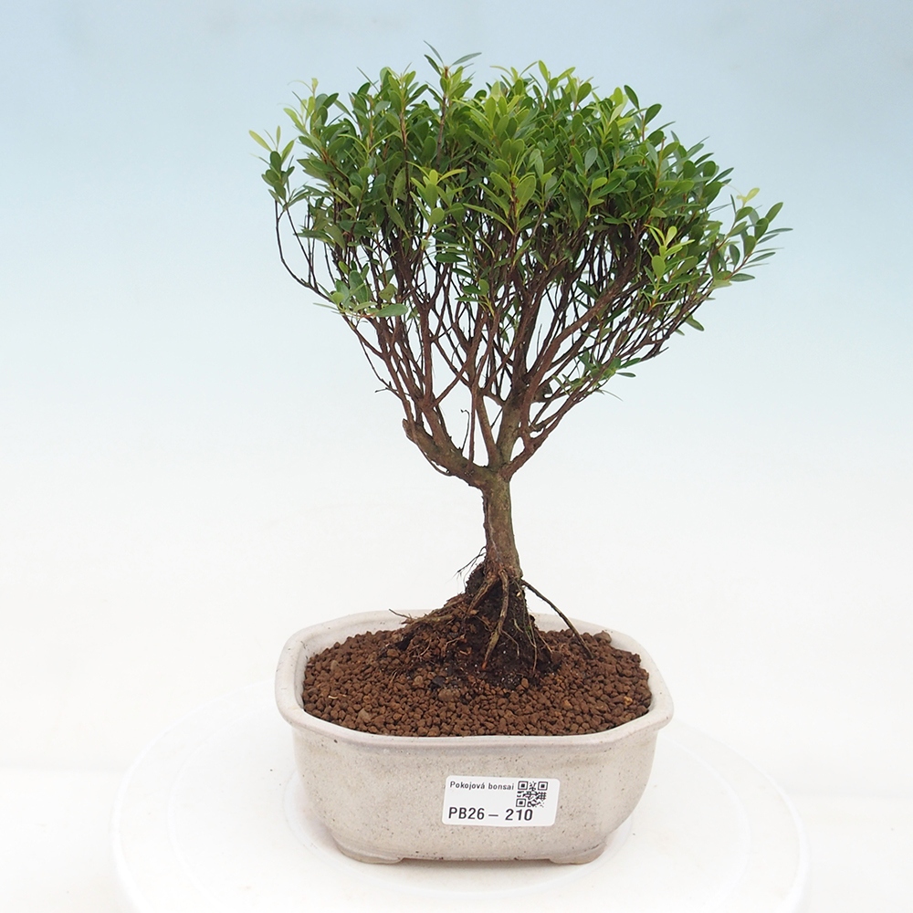 Szobai bonsai - Syzygium - Pimento