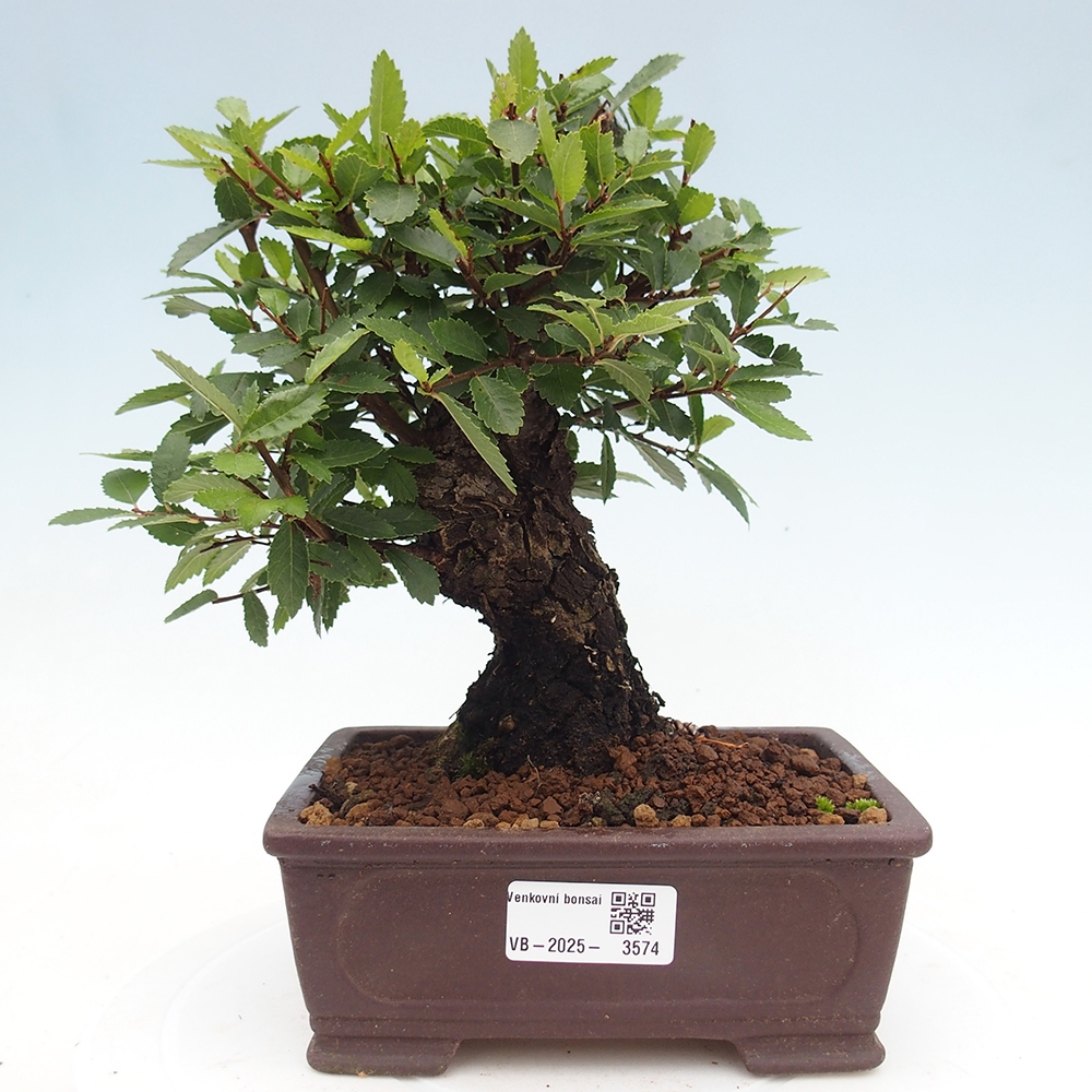 Kültéri bonsai - Zelkova - Zelkova NIRE