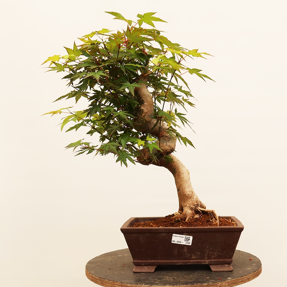 Kültéri bonsai - Maple palmatum - Pálmák