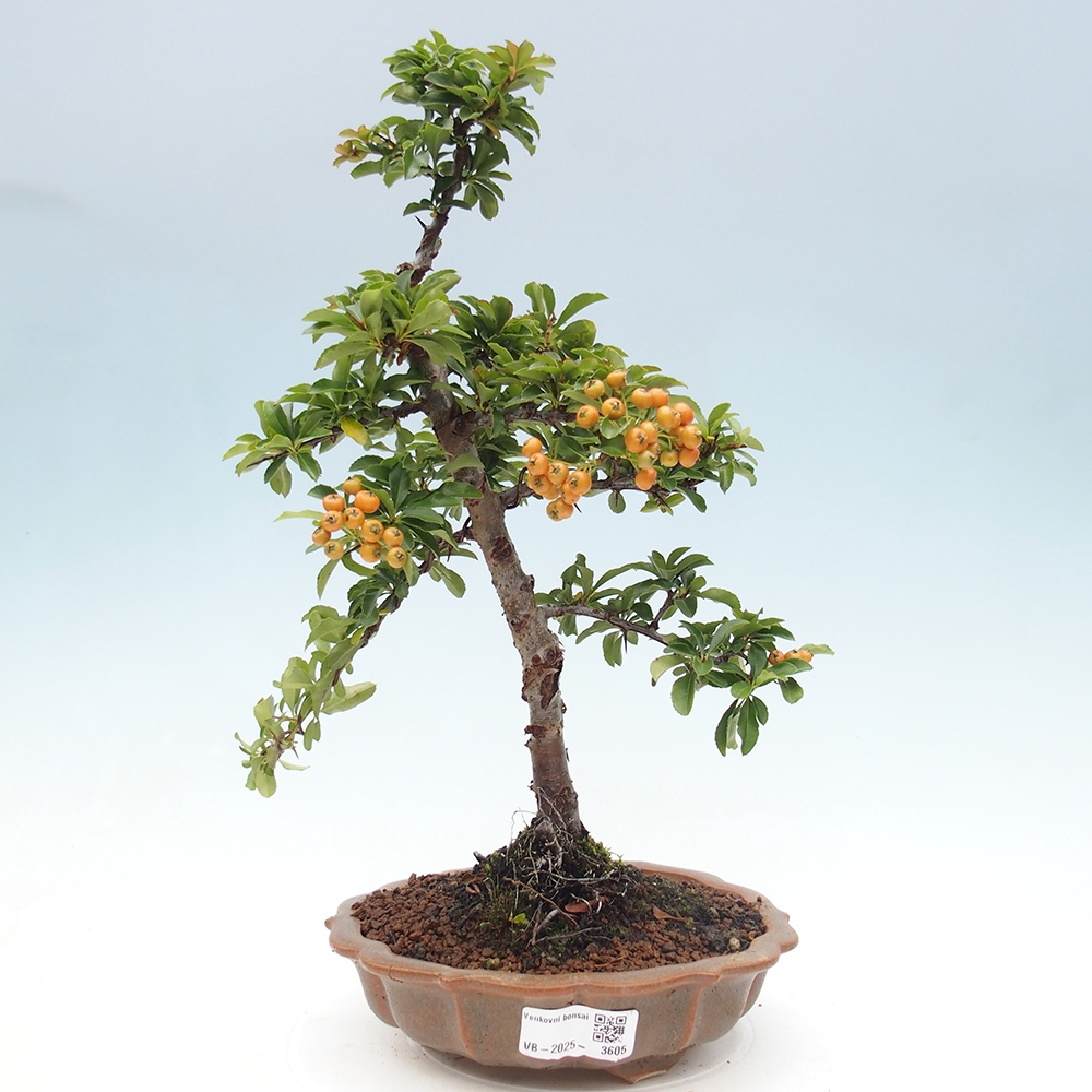 Kültéri bonsai-Pyracantha Teton - Hlox