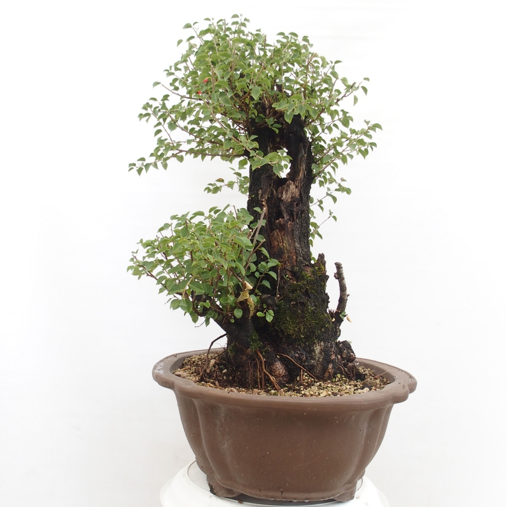 Kültéri bonsai - Mahalebka - Prunus mahaleb - Prunus mahaleb