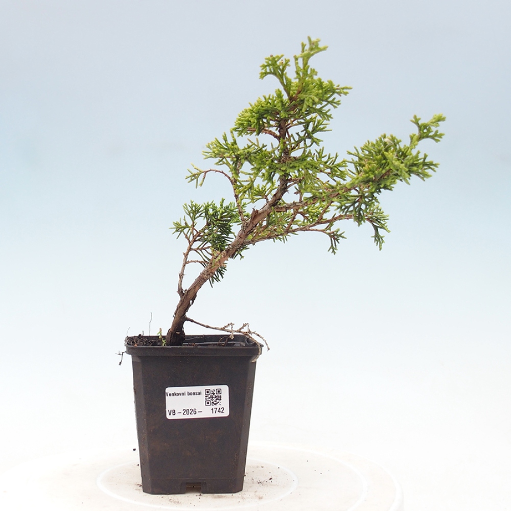 Kültéri bonsai - Juniperus chinensis Itoigawa