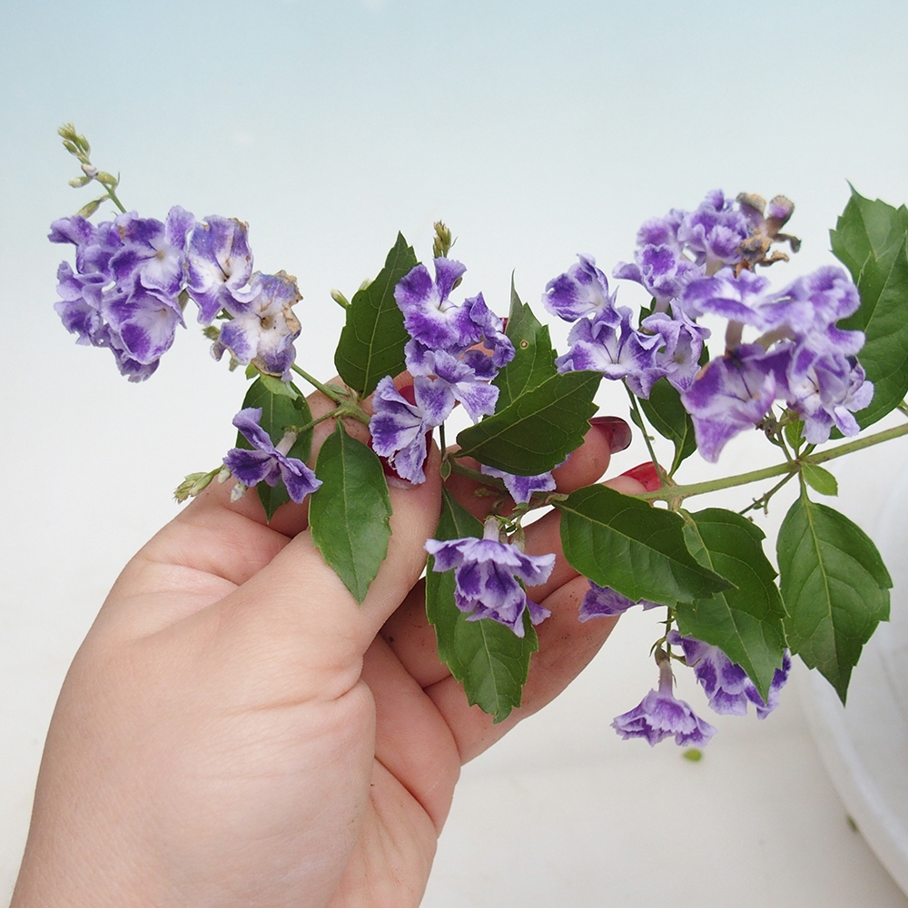 Szobai bonsai - Duranta erecta Aurea
