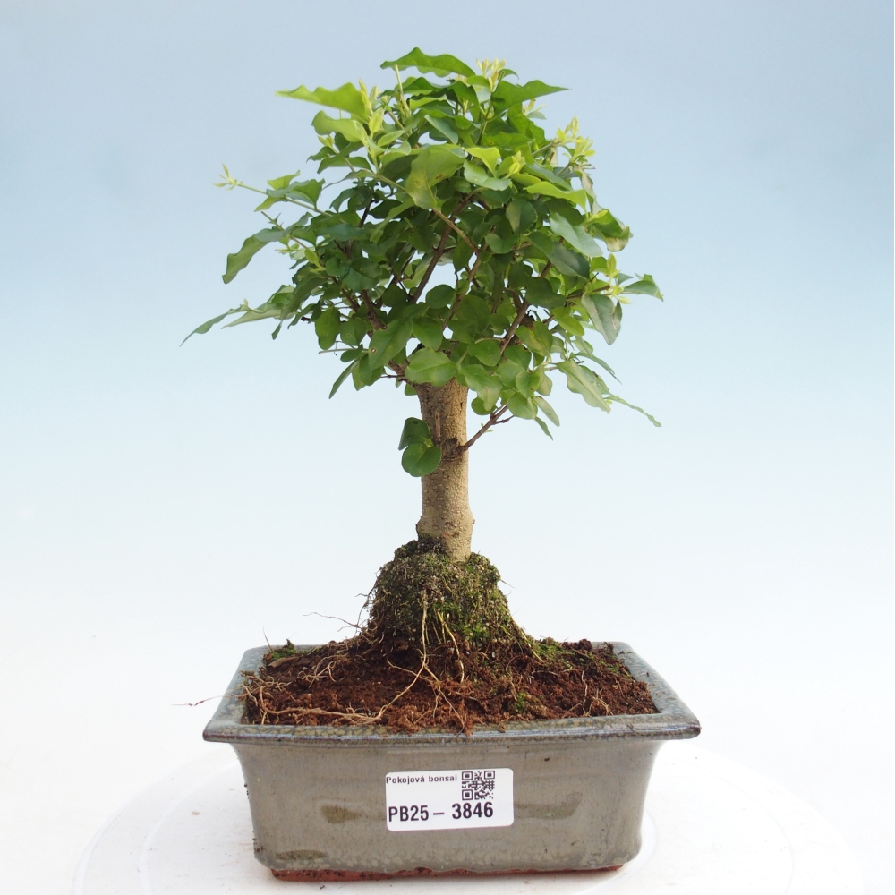 Szobai bonsai -Ligustrum chinensis - Madárcsőr