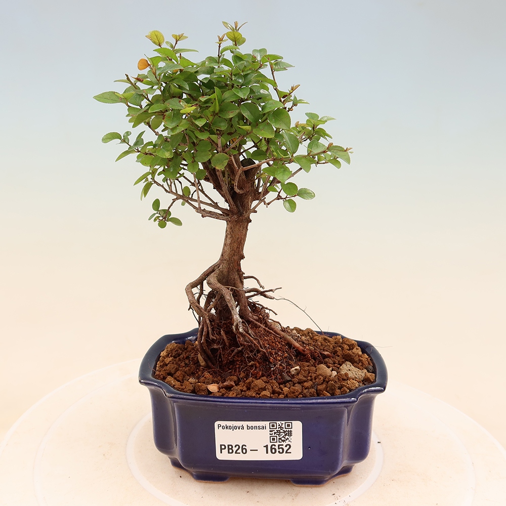 Szobai bonsai - Sageretia thea - Sageretia thea
