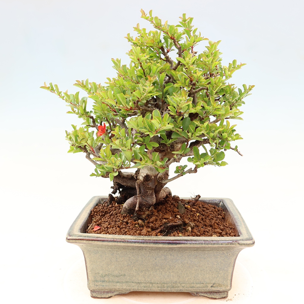 Kültéri bonsai - Chaneomeles speciosa Chojubai