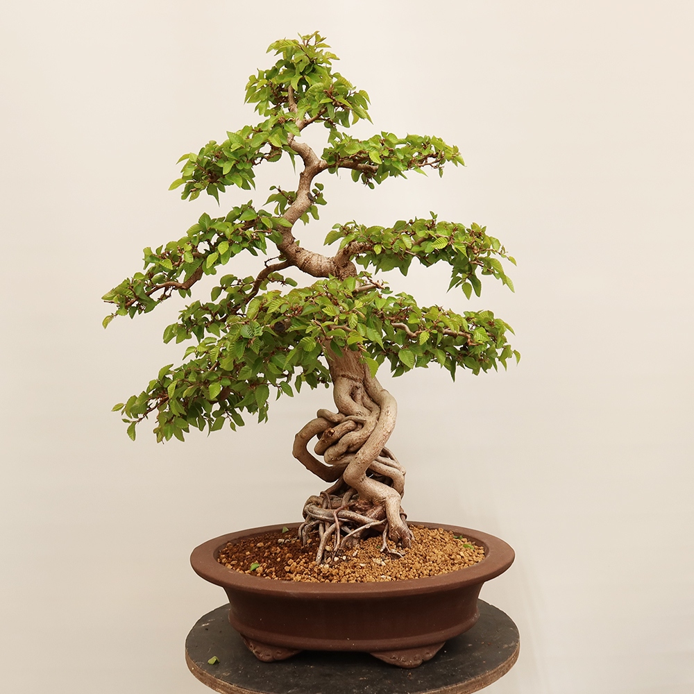 Kültéri bonsai -Carpinus Coreana - Koreai gyertyánfa