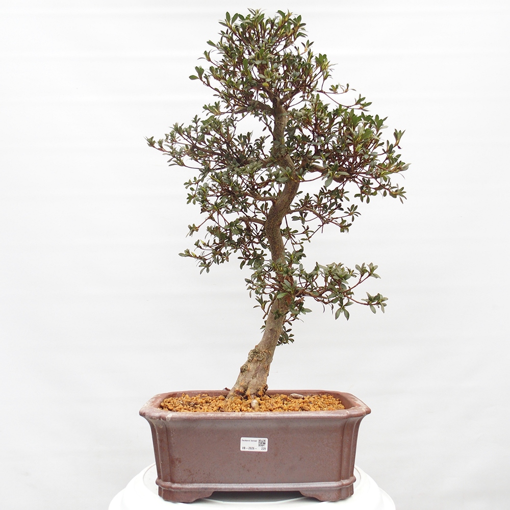 Kültéri bonsai - Japán azálea - Azalea satsuki