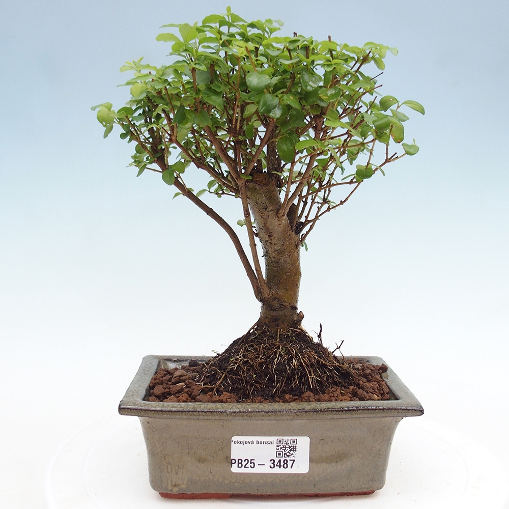 Szobai bonsai -Ligustrum chinensis - Madárcsőr
