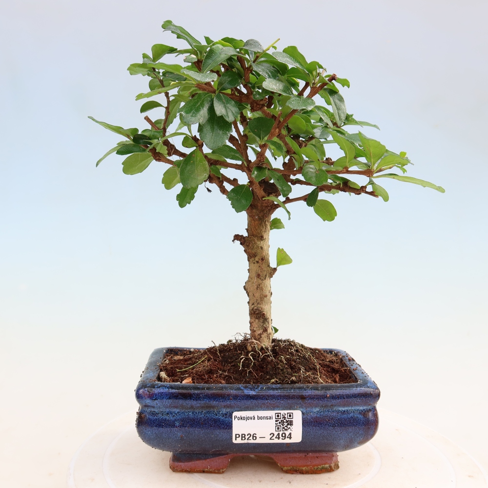 Szobai bonsai - Carmona macrophylla - Tea fuki