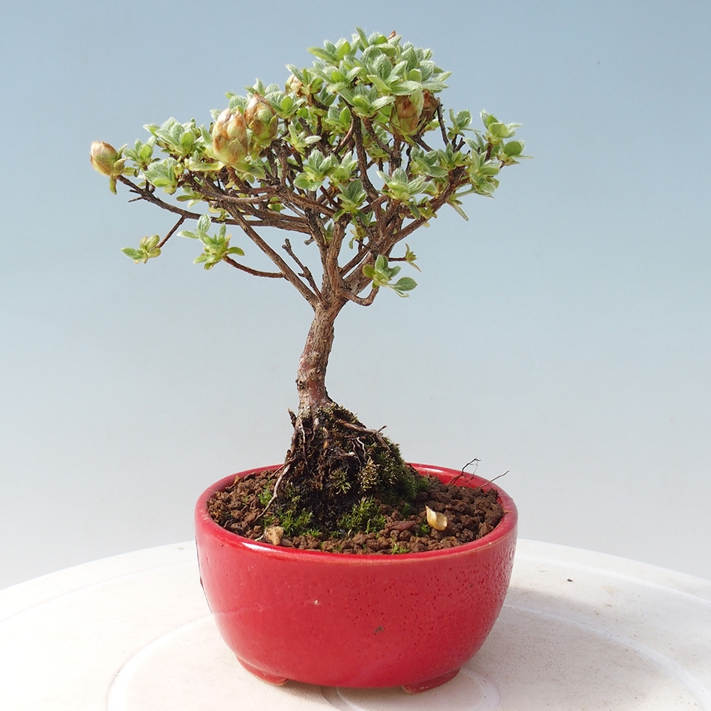 Kültéri bonsai - Rhododendron indicum - japán azálea