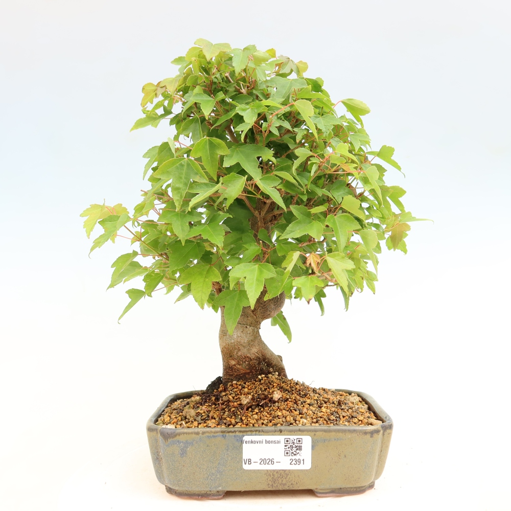 Kültéri bonsai - Juhar Burger - Acer Burgerianum