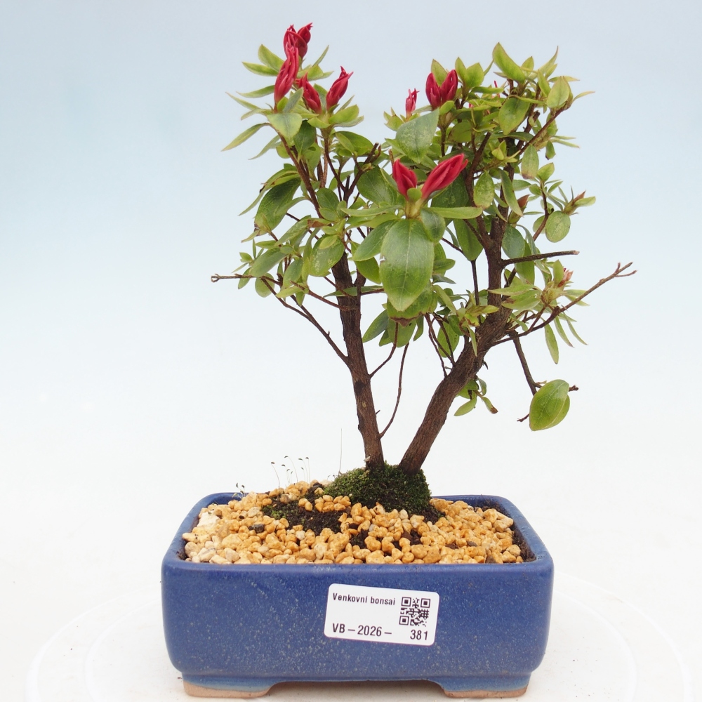 Kültéri bonsai - japán azálea - Azalea sp.