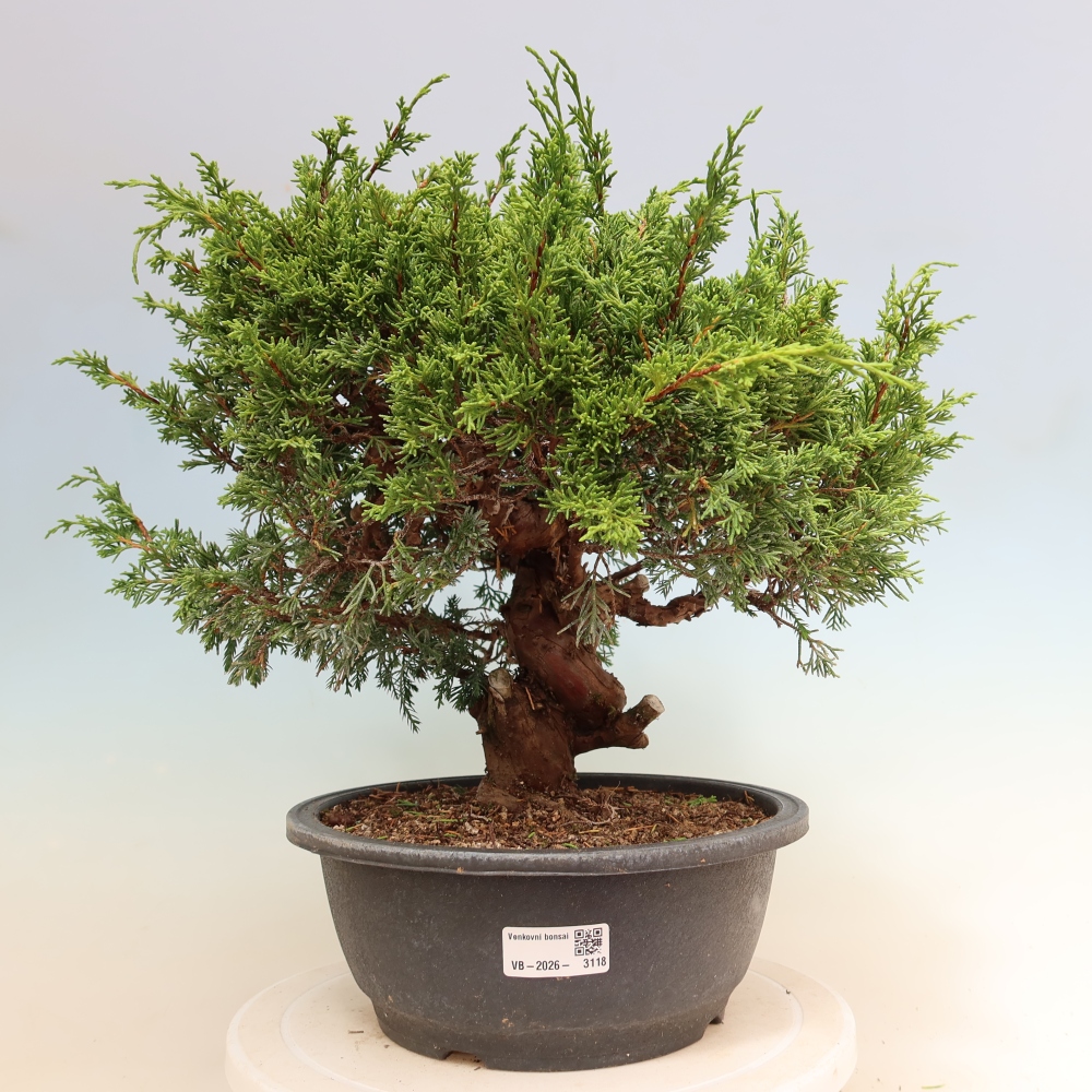 Kültéri bonsai - Juniperus chinensis Itoigawa-Juniperus chinensis