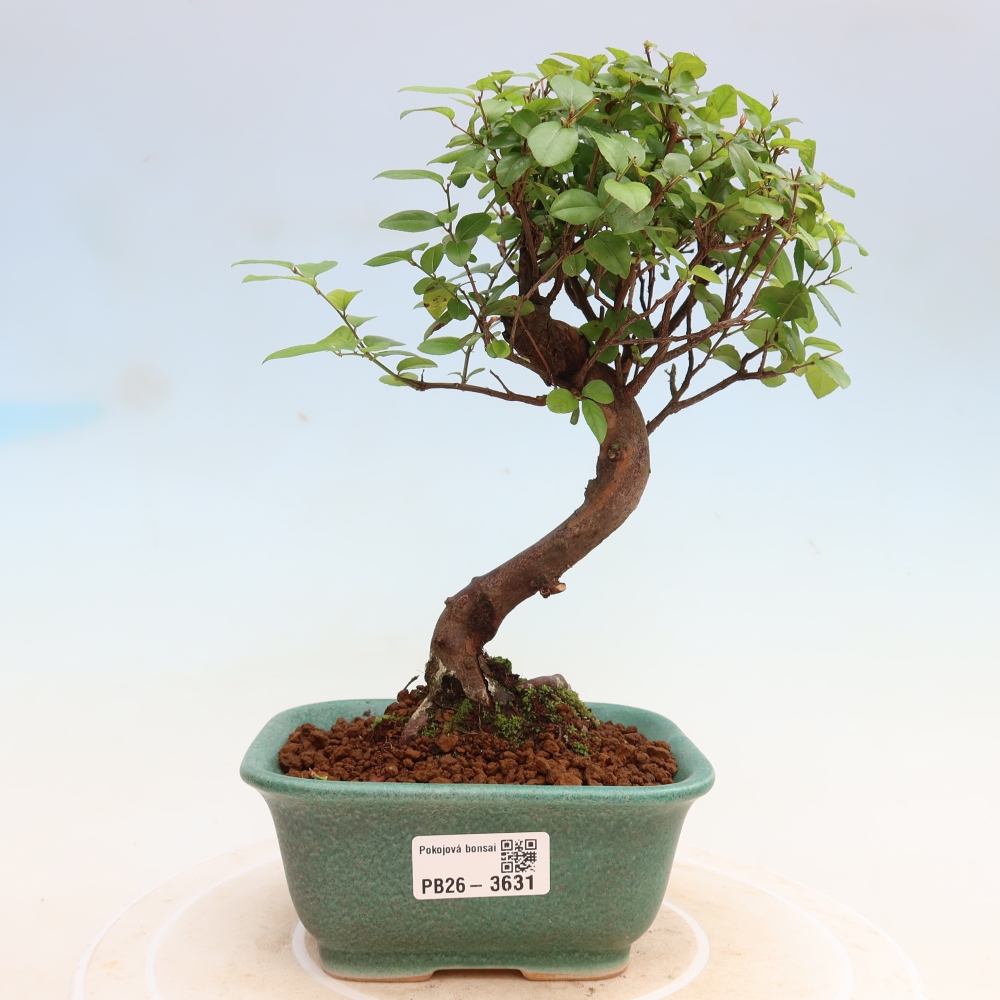 Szobai bonsai - Sageretia thea - Sageretia thea