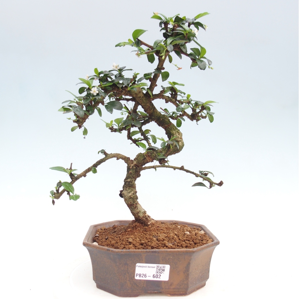 Szobai bonsai - Carmona macrophylla - Tea fuki