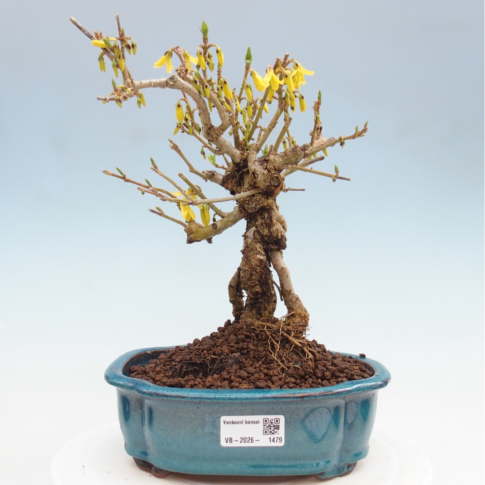 Kültéri bonsai - Zlatice - Forsythia koreana