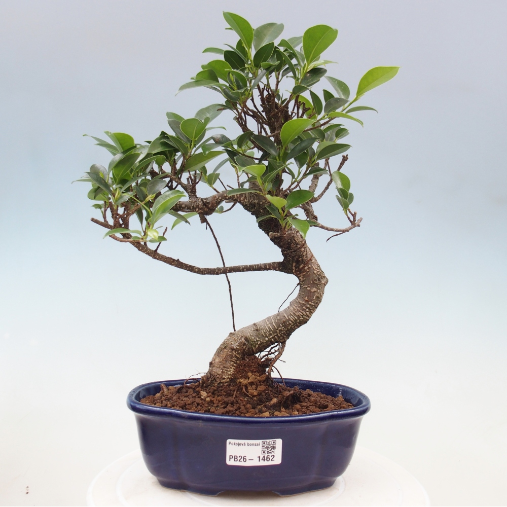 Szobai bonsai - Ficus retusa - kislevelű fikusz