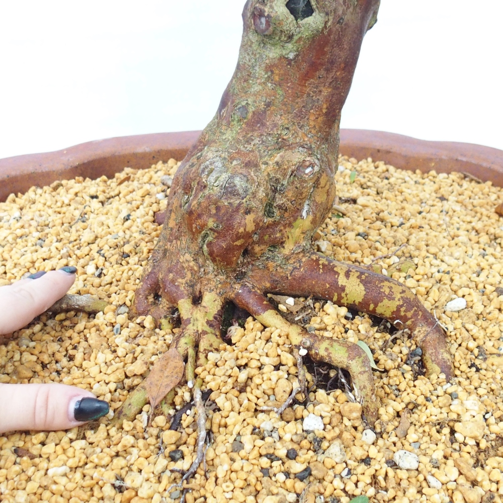 Kültéri bonsai - Japán azálea - Azálea Sayaka