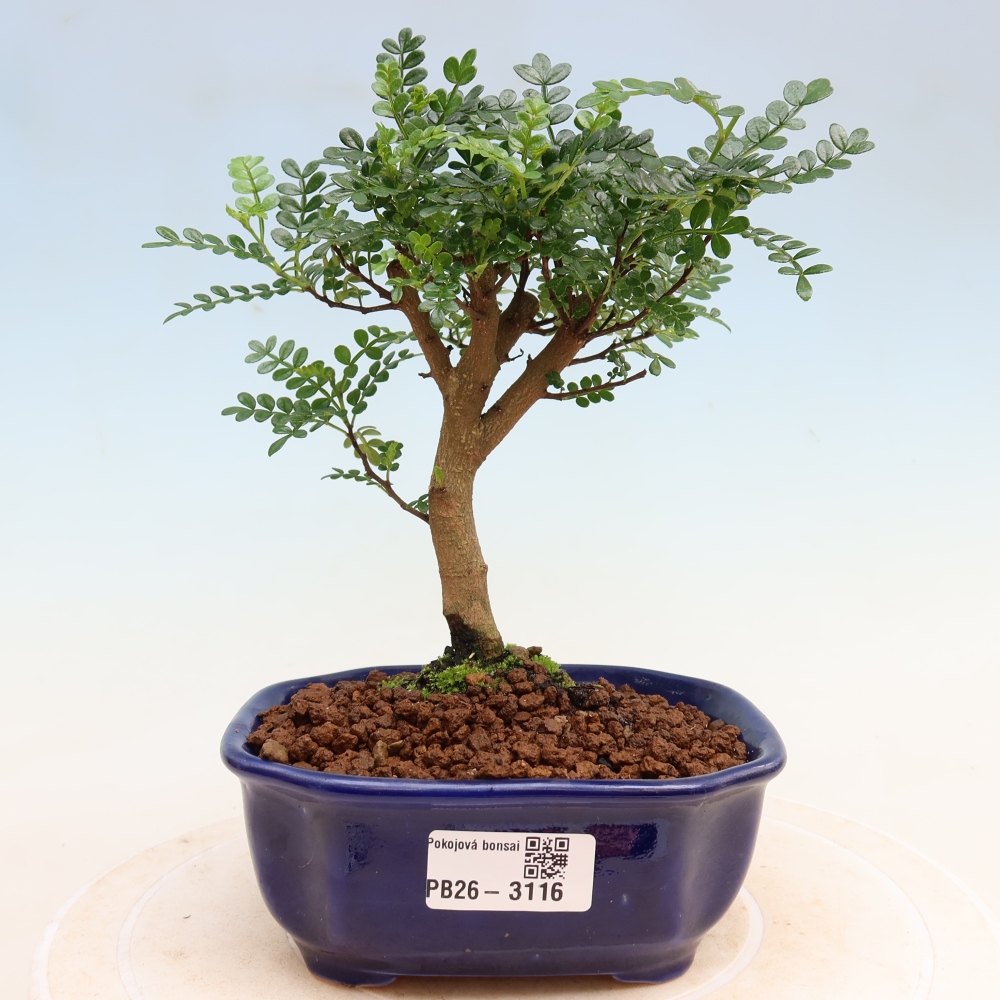 Szobai bonsai - Zantoxylum piperitum - borsfa