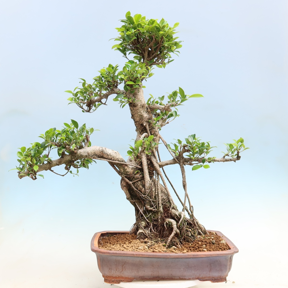 Szobai bonsai - Ficus kimmen - kislevelű fikusz