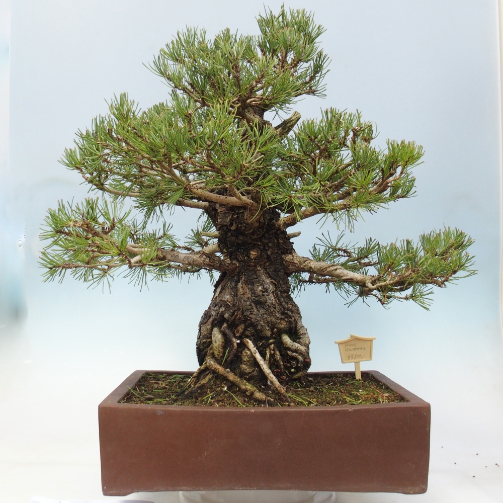 Kültéri bonsai - Pinus sylvestris - Pinus sylvestris