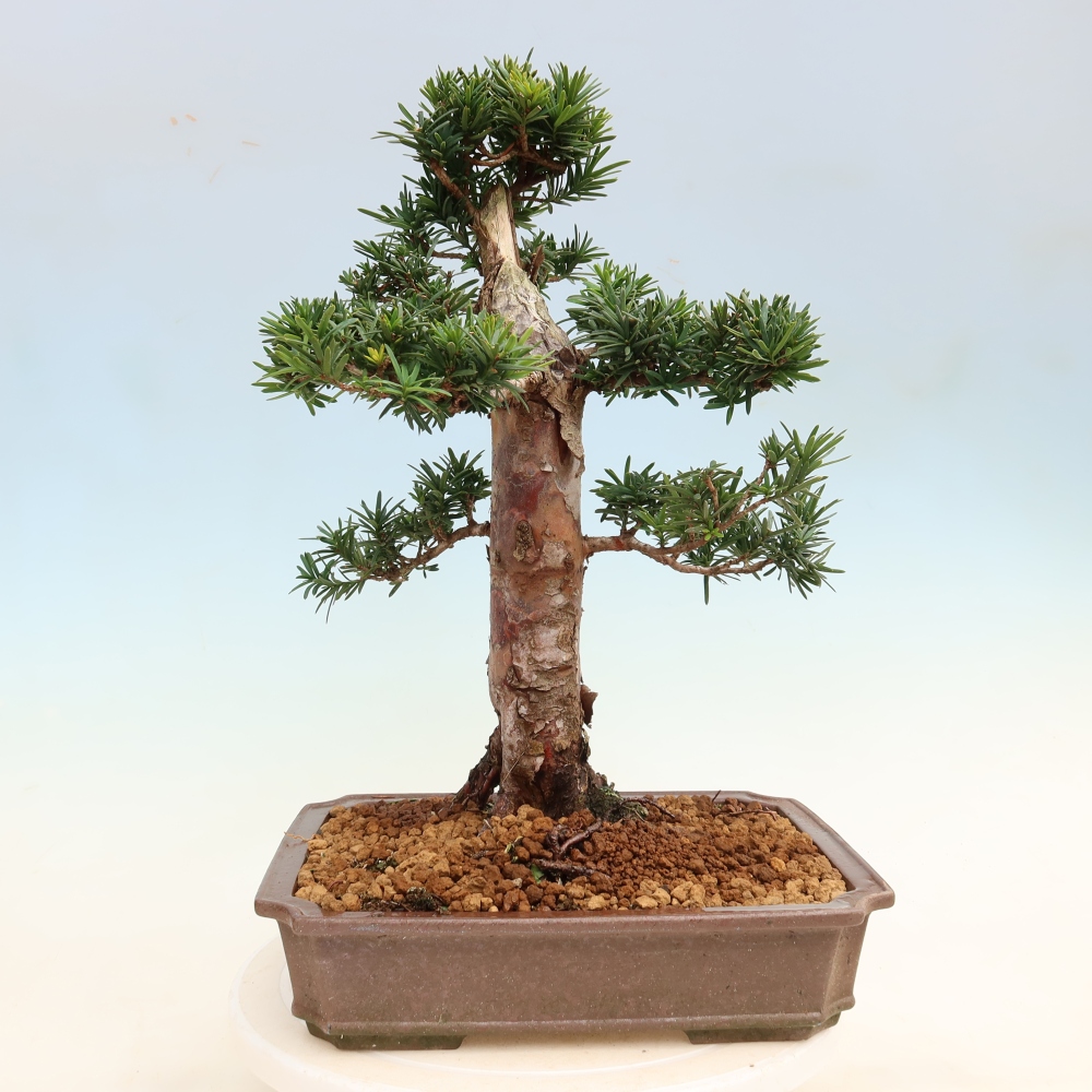Kültéri bonsai - Taxus cuspidata - japán tiszafa