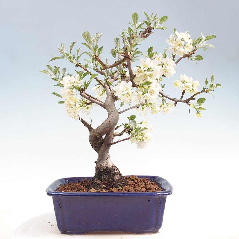 Kültéri bonsai - Malus sargentii - Kis gyümölcsű almafa