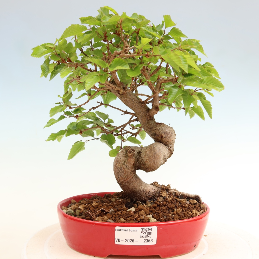 Kültéri bonsai -Carpinus Coreana - Koreai gyertyánfa