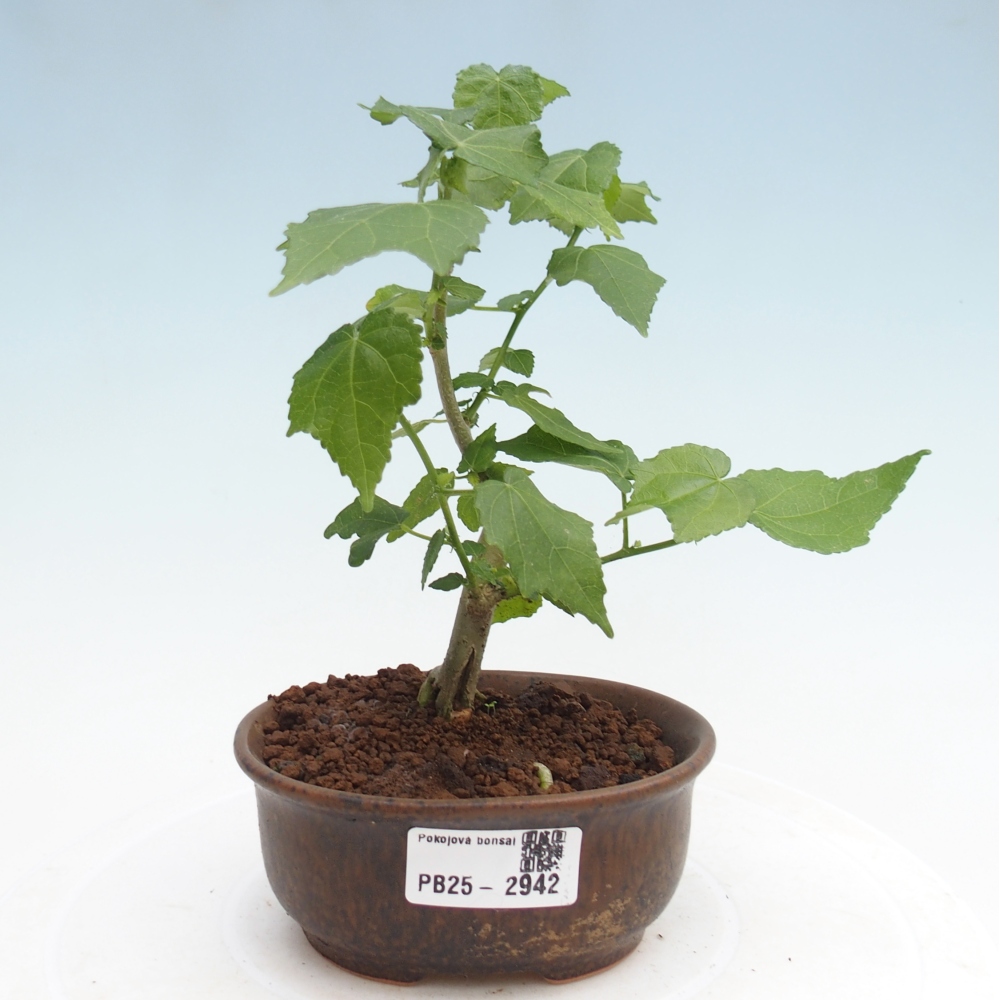 Beltéri bonsai - Malvaviscus arboreus