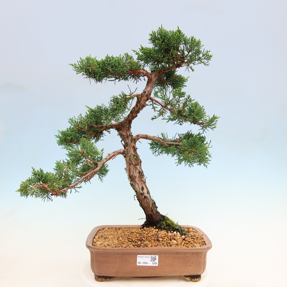Kültéri bonsai - Juniperus chinensis Kishu